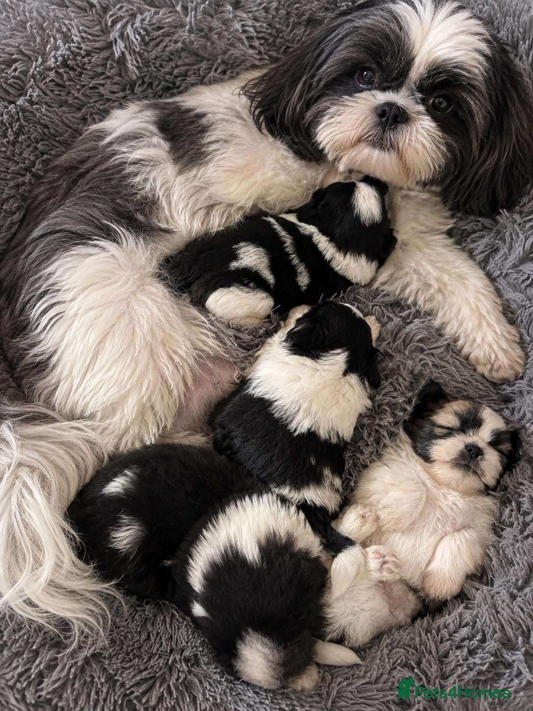 Shih Tzu dogs Adorable Shih Tzu Puppies – 2 Boys & 2 Girls - Advert 3