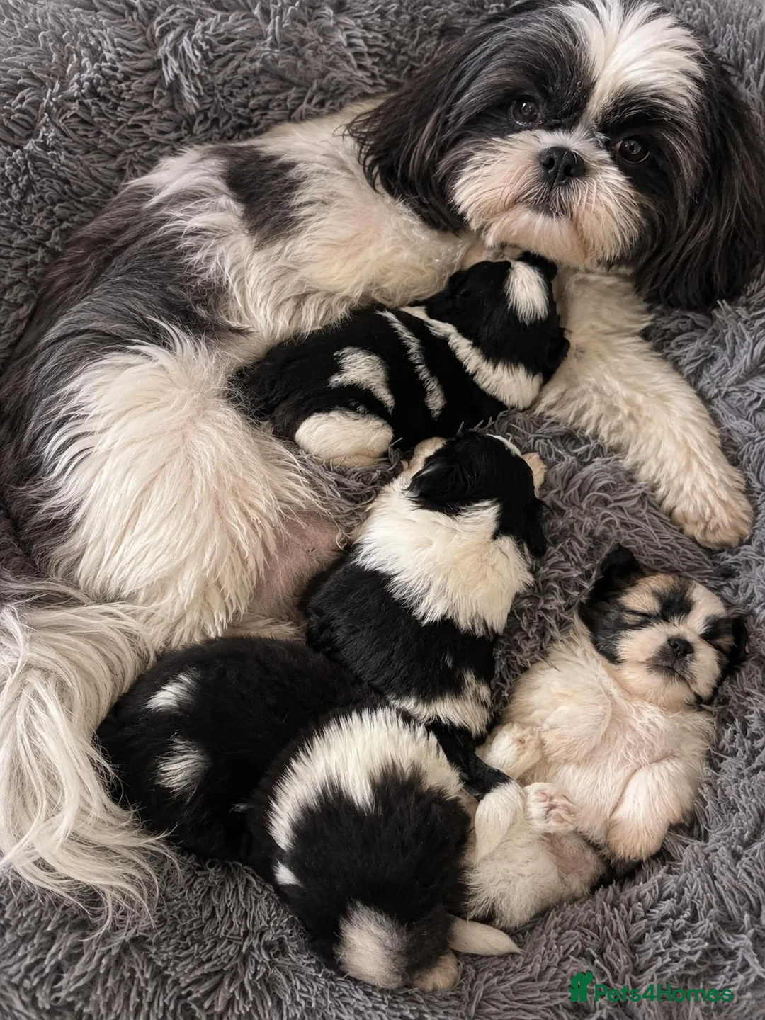 Shih Tzu dogs for sale: Adorable Shih Tzu Puppies – 2 Boys & 2 Girls in Manchester - Advert 1