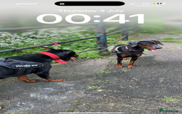 Dobermann dogs for sale: ⭐️DOBERMAN🐾PUPPIES⭐️🐶AVAILABLE🐾MID🐾SEPTEMBER🐶 - Image 6