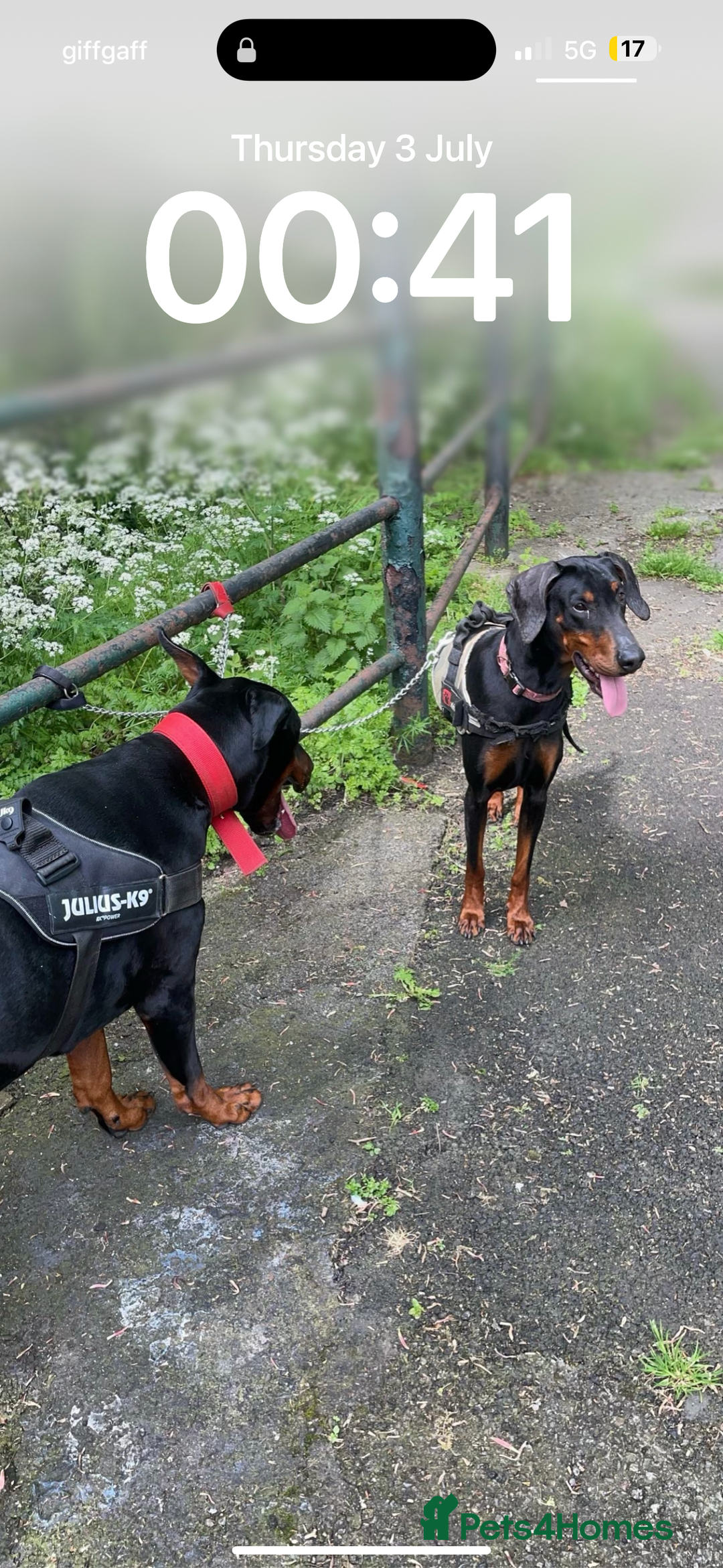 Dobermann dogs for sale: ⭐️DOBERMAN🐾PUPPIES⭐️🐶AVAILABLE🐾MID🐾SEPTEMBER🐶 - Image 6