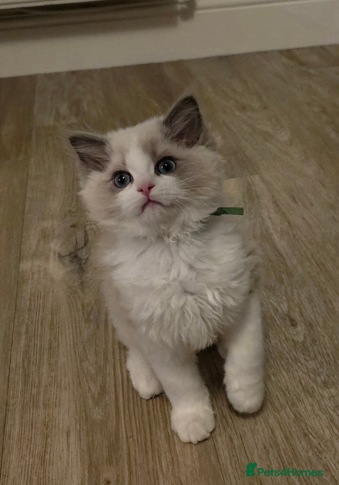 Ragdoll cats for sale: READY TO LEAVE 😻 tica registered Ragdoll Kitten   - Advert 2