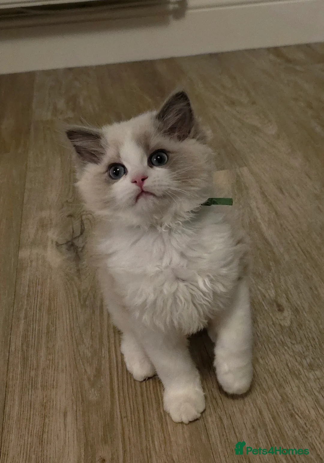 Ragdoll cats for sale: READY TO LEAVE 😻 tica registered Ragdoll Kitten   - Advert 2