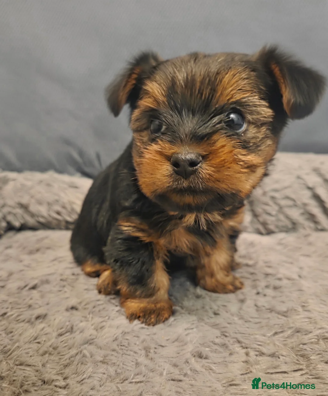Yorkshire Terrier dogs for sale: Adorable pappy girl - Advert 7