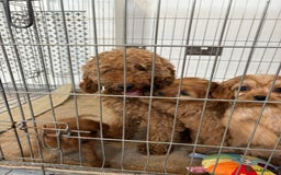 Cavapoo dogs for sale: Red Cavapoo puppies  - Image 14