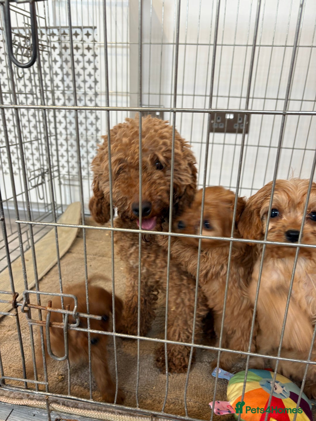 Cavapoo dogs for sale: Red Cavapoo puppies  - Image 14