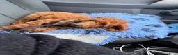 Miniature Poodle dogs for sale: Stunning boy, lovely temperament, deep red,  - Advert 13
