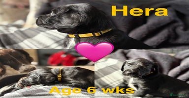 Mixed Breed dogs - Advert 5