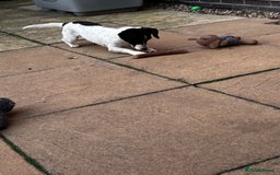 Jack Russell dogs for sale: Beautiful Jack Russell  - Image 2