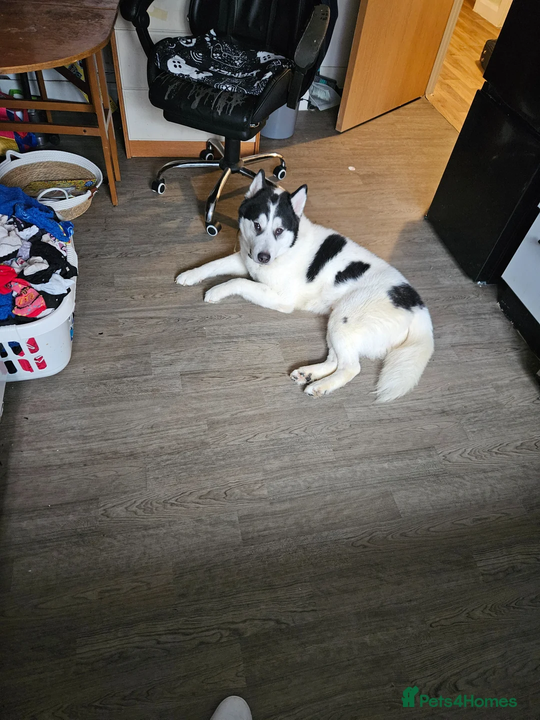 Utonagan dogs for sale: Huskey/malamute cross - Advert 1