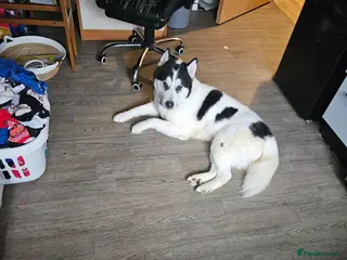 Utonagan dogs Huskey/malamute cross - Advert 5