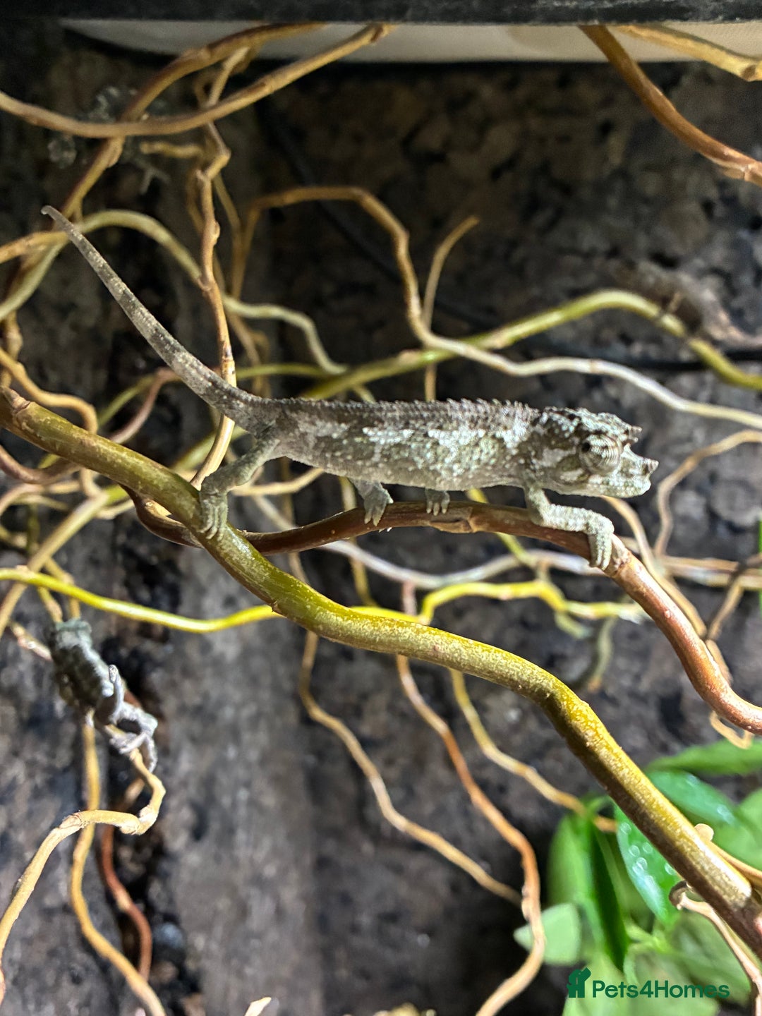 Chameleon reptiles for sale: Jackson Chameleons - Advert 6