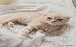 Scottish Fold cats for sale: Adorable Kittens Ready For New Home - Image 17