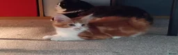Maine Coon cats for sale: Stunning Maine Coon Kittens - Advert 28