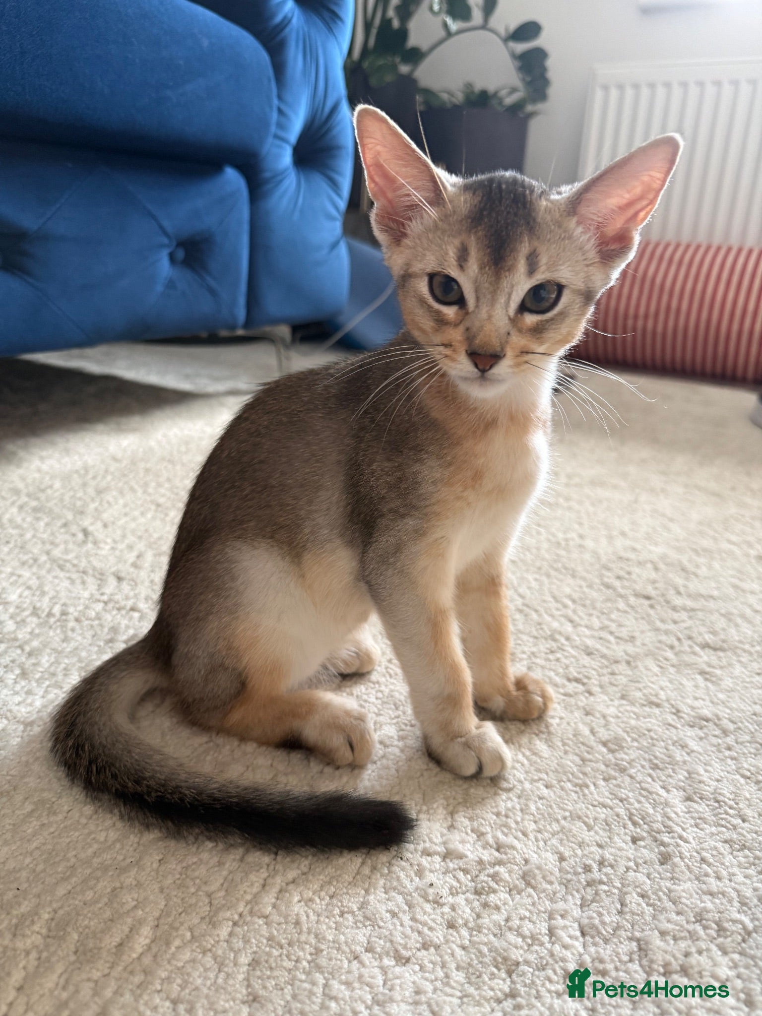 Abyssinian cats TICA Registered Abyssinian Kittens - Advert 2