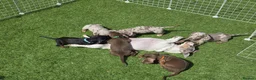 Miniature Dachshund dogs for sale: Minature dachshund pups - Advert 10