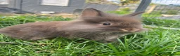 Lionhead rabbits for sale: Lionhead rabbits with starter pack in Ripley - Advert 7
