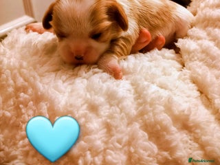 Cavalier King Charles Spaniel dogs STUNNING CAVALIER KING CHARLES SPANIEL PUPPIES *** - Advert 7