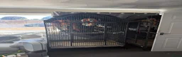 Parakeets birds for sale: 2 female ringnecks for sale  in Colchester - Advert 1
