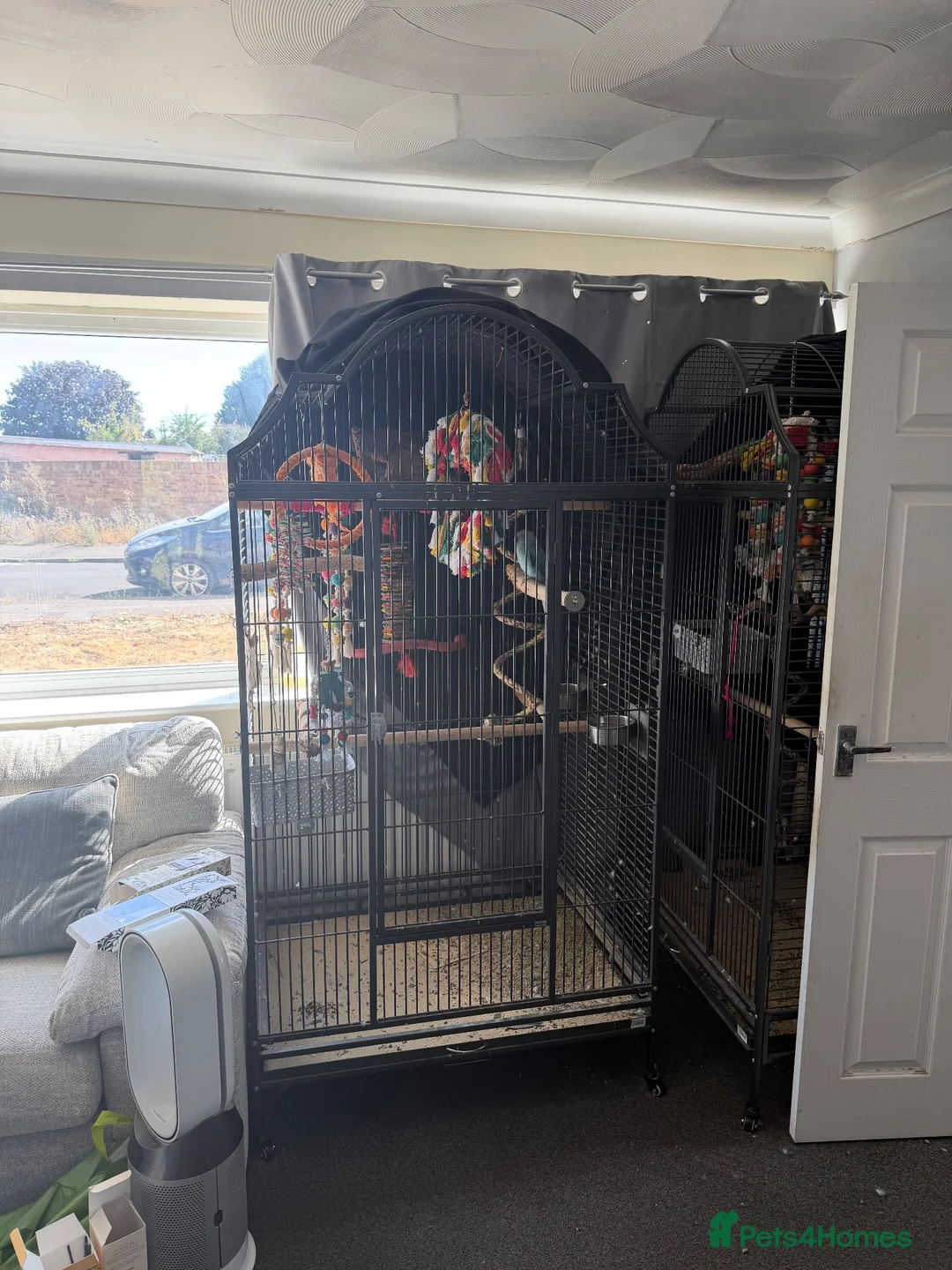 Parakeets birds for sale: 2 female ringnecks for sale  in Colchester - Advert 1