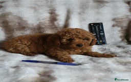 Toy Poodle dogs for sale: KC red Toy Poodle, DNA tested, champion bloodline - Image 14