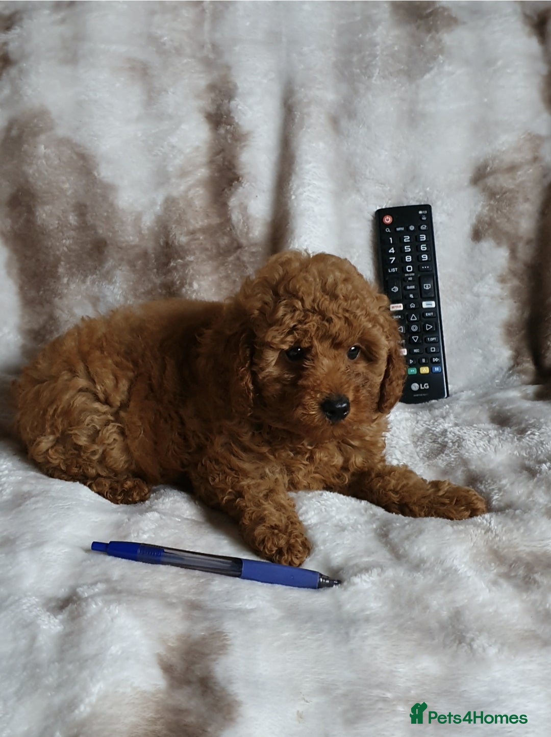 Toy Poodle dogs for sale: KC red Toy Poodle, DNA tested, champion bloodline - Image 14