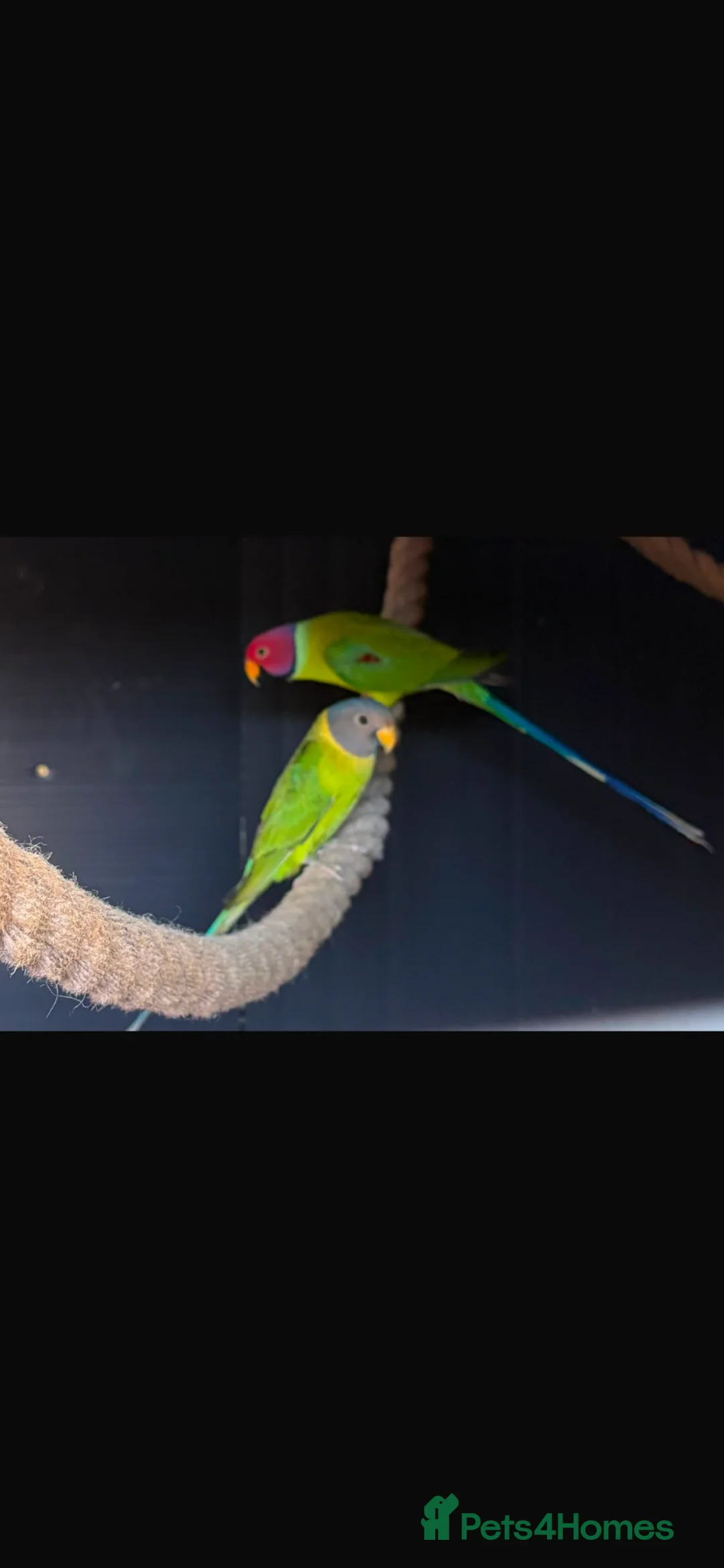 Parakeets birds for sale: Proven pair of plum headed parakeets - Advert 5