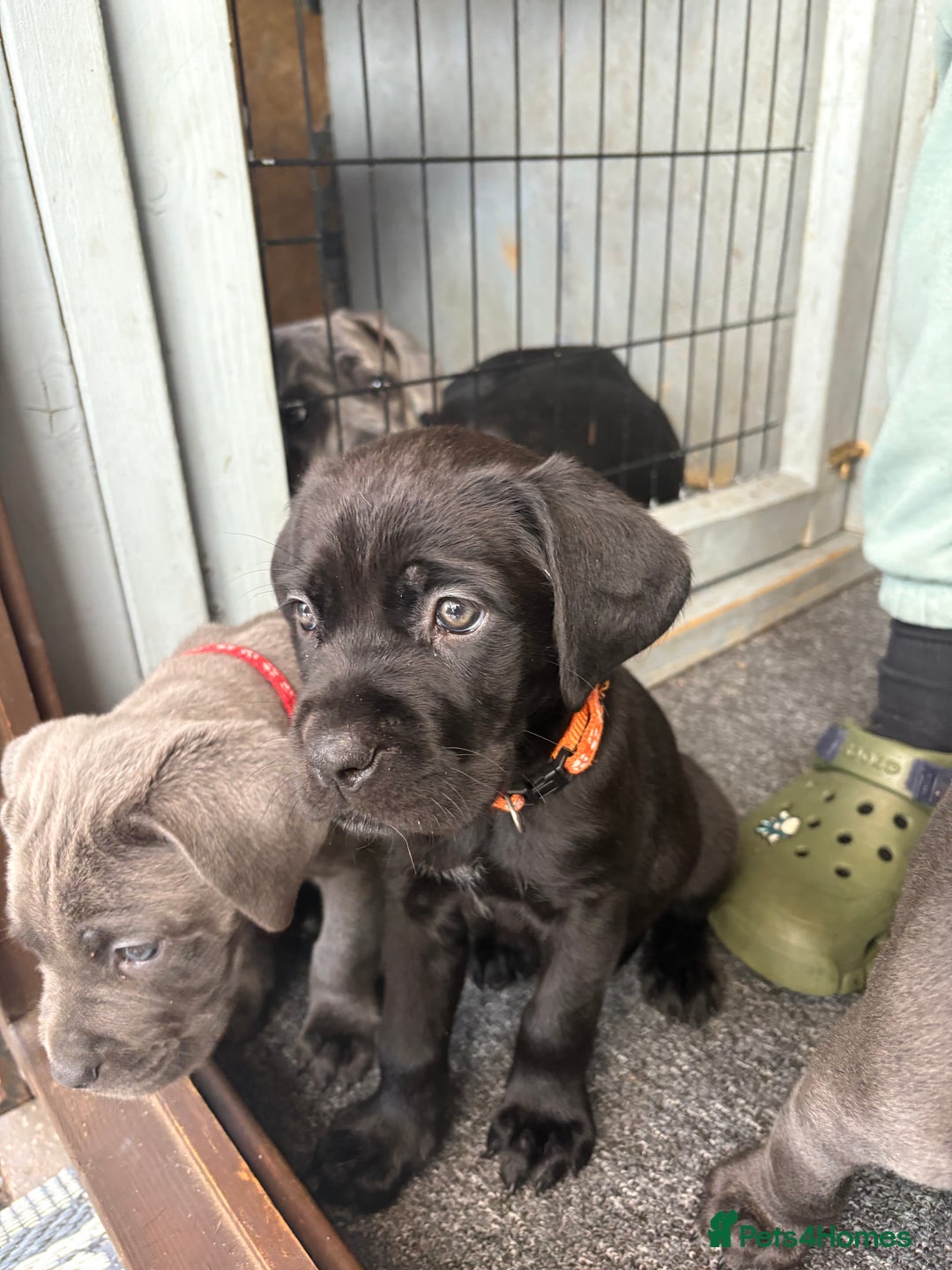 Cane Corso dogs for sale: Cane corso - Image 5