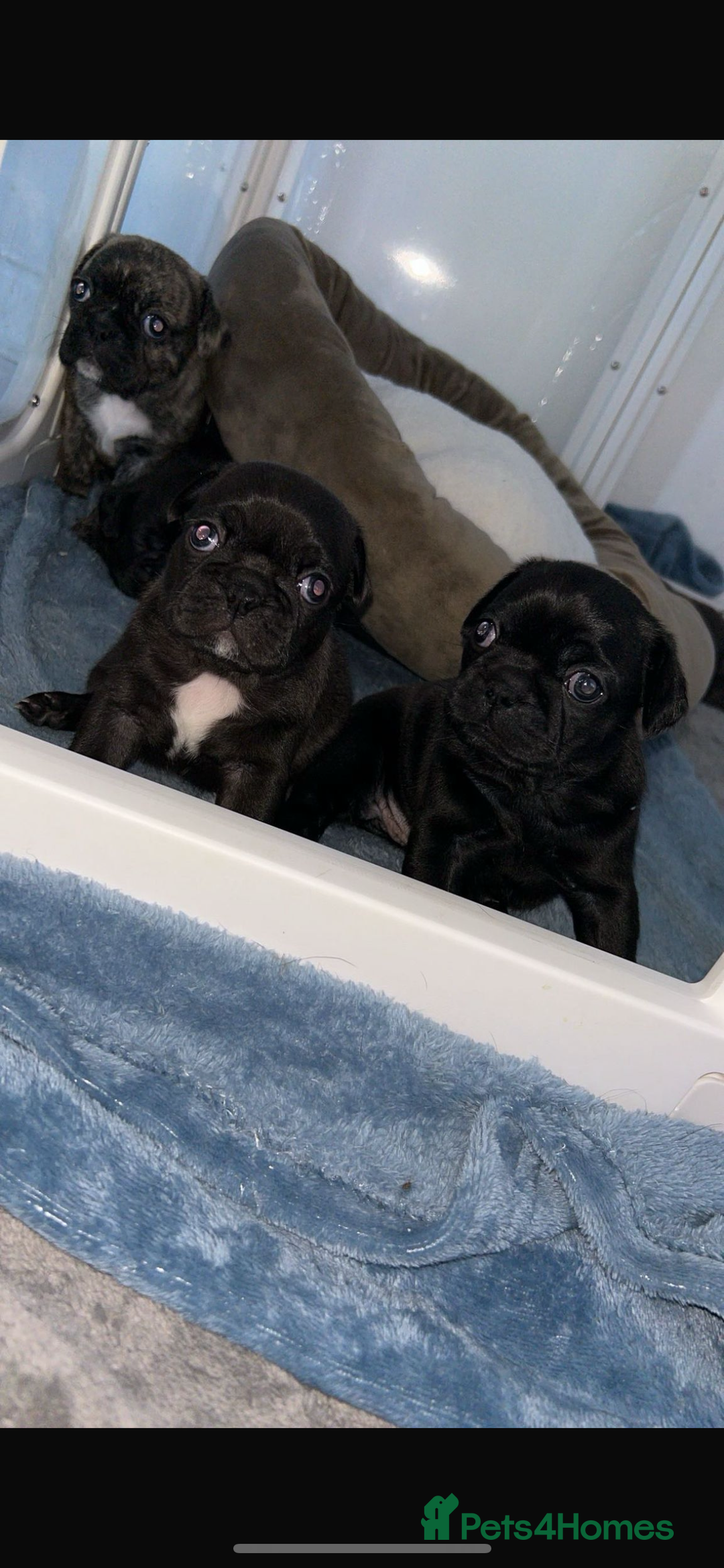 Frug dogs for sale: Frug puppies  - Advert 6