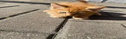 Mixed Breed cats for sale: 3 GORGEOUS KITTENS - Advert 9