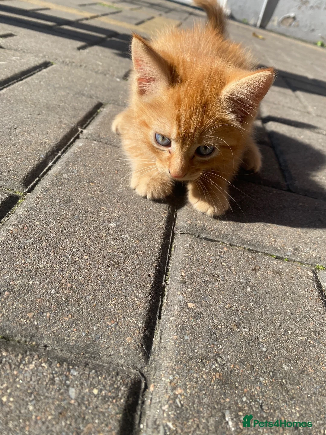 Mixed Breed cats for sale: 3 GORGEOUS KITTENS - Advert 9