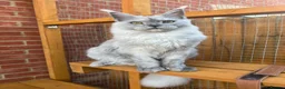 Maine Coon cats for sale: Kitten Maine Coon female black smoke  - Advert 7
