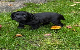 Cocker Spaniel dogs for sale: BLACK WORKING COCKER SPANIELS - Bitch and Dog - Image 14