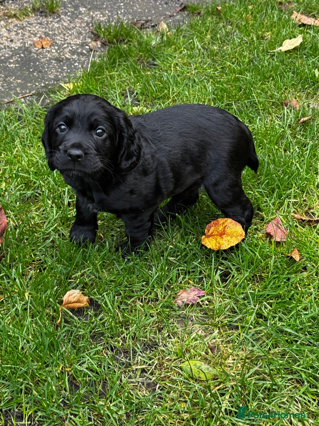 Cocker Spaniel dogs for sale: BLACK WORKING COCKER SPANIELS - Bitch and Dog - Image 14
