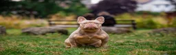 French Bulldog dogs for stud: SIMBA - Show Quality New Shade - STUD in Chessington - Advert 3