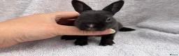 Mini Lop rabbits for sale: mini lops for reserve  - Advert 6