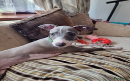 Italian Greyhound dogs for sale: 15 week old Italian Greyhound for sale - Image 1