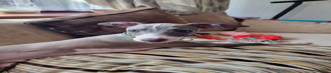Italian Greyhound Puppy 1