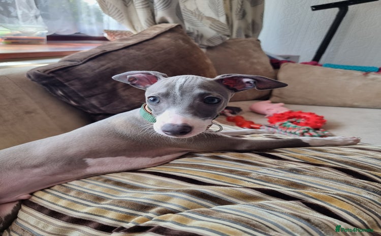Italian Greyhound dogs - Advert 1