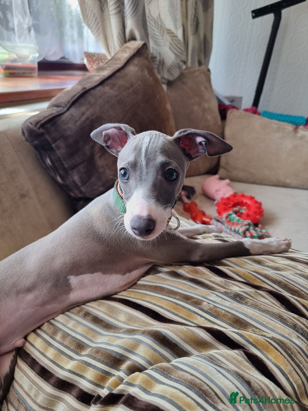 Italian Greyhound dogs for sale: 15 week old Italian Greyhound for sale - Image 1