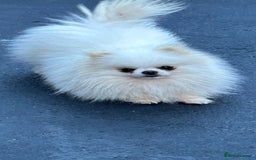 Pomeranian dogs for sale: 2 kc pomeranians male and female - Image 4