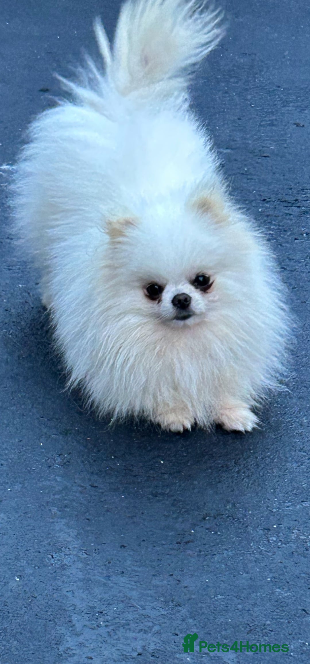 Pomeranian dogs for sale: 2 kc pomeranians male and female - Image 4