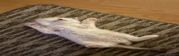 Ragdoll cats for sale: GCCF Registered Ragdoll Kittens - Advert 8