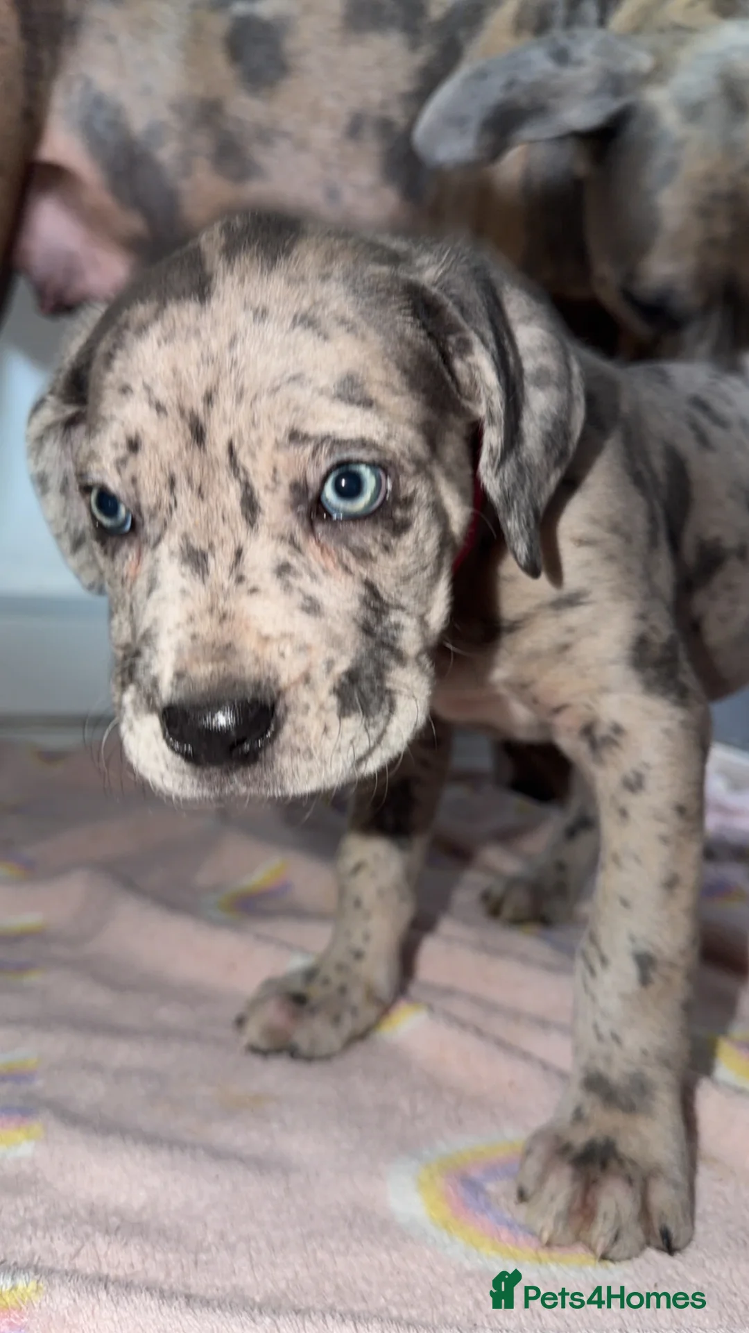Cane Corso dogs for sale: READY IN 2 DAYS 🐶 - Advert 1