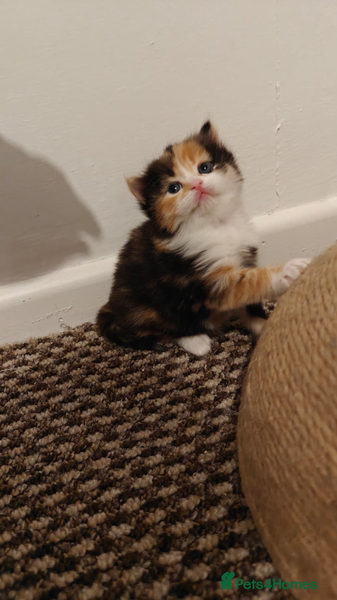 British Longhair cats for sale: British Longhair Cross Kittens  - Advert 13