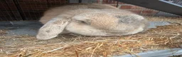 Mini Lop rabbits for sale: Mini Lop boy  in Derby - Advert 5