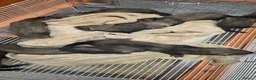 Ferret rodents for sale: Ferret kits in Gaerwen - Advert 4