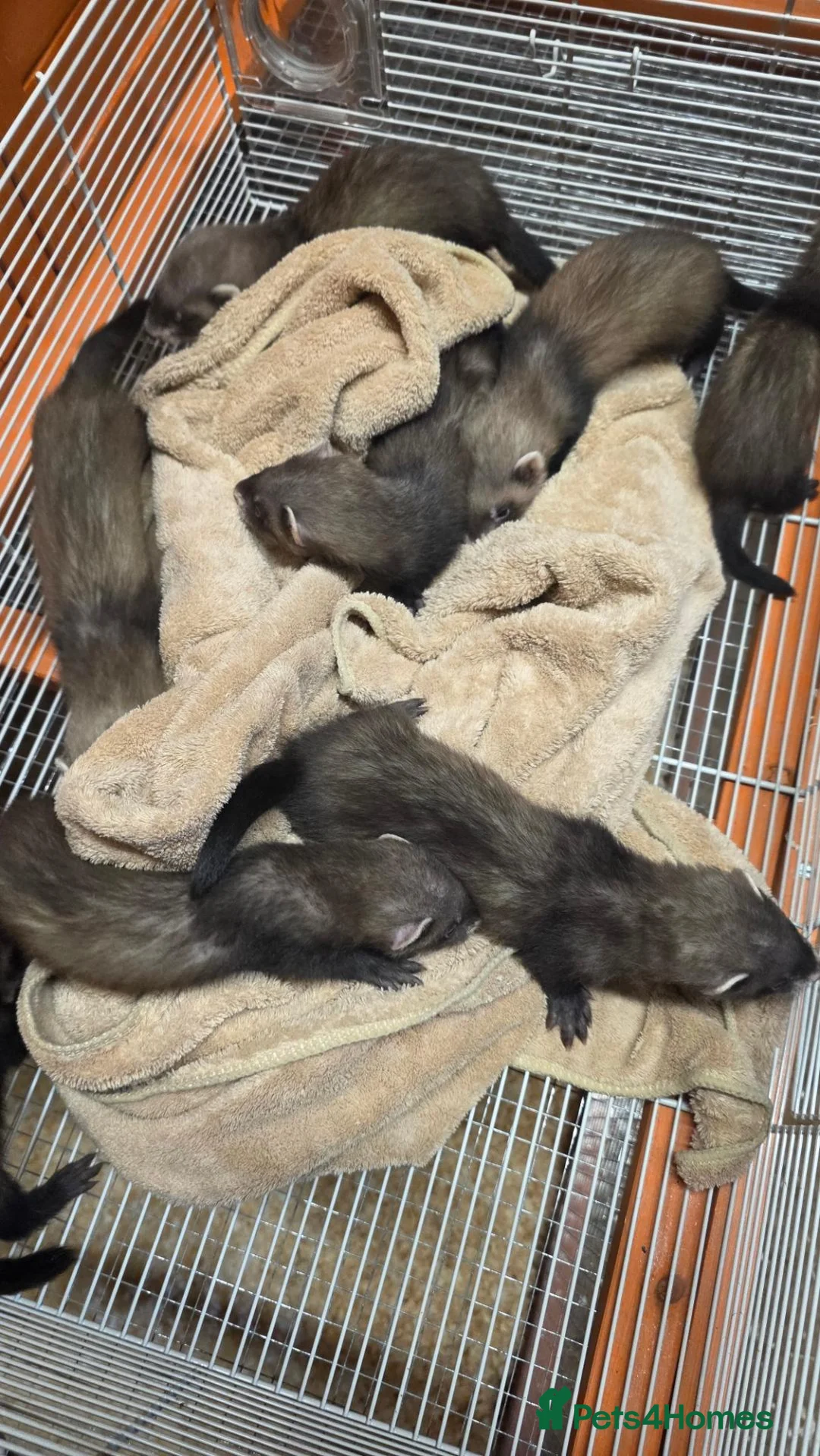 Ferret rodents for sale: Ferret kits in Gaerwen - Advert 4