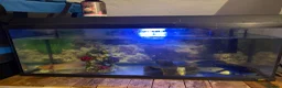 Axolotl reptiles for sale: 2x Axolotls in need of rehoming in London - Advert 1