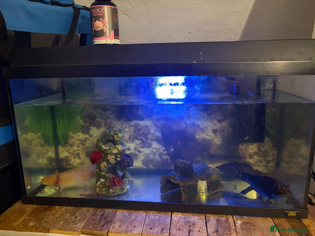 Axolotl reptiles for sale: 2x Axolotls in need of rehoming in London - Advert 1
