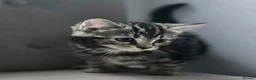 Mixed Breed cats for sale: X4 gorgeous kittens available - Advert 6